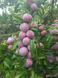 在農村是栽培桃子好賣還是栽培李子好賣？