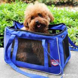 “打包袋”的英文為什麼是“doggy bag”?和“狗”有關係嗎?