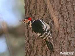 一部分種類的啄木鳥為什麼會成為保護動物？