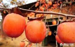 農村常見的柿子吃多了會有什麼危害?