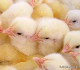 雞得禽流感是什麼症狀？
