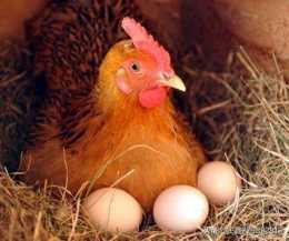 雞什麼時候下蛋幾點？