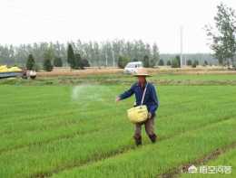 水稻旱育秧苗期追肥應注意哪些事項?