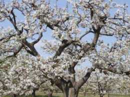 希爾達杜利特爾的梨樹,詩中把梨花比作什麼？