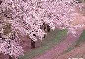 櫻桃樹為何會開綠色的花？