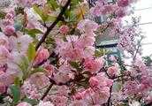 詩詞攝影：“桃花春色暖先開，明媚誰人不看來。”的拍攝思路有哪些？