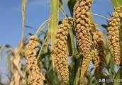 穀子和黍子的區別是什麼？怎樣區分？