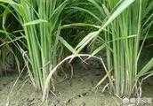 種水稻為什麼要曬田，曬田時應注意哪些方面？
