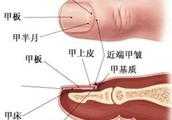 指甲是月牙大小，能說明一個人的健康嗎？