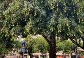 夏天了，老喜歡吃芒果了，為什麼說城市綠化樹上的芒果不能吃呢，是因為尾氣太多嗎？