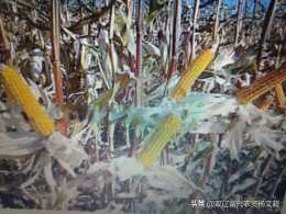黑龍江省第三積溫帶玉米品種有哪些？