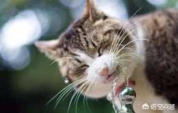 貓咪舔了下硼砂水，會有什麼影響？