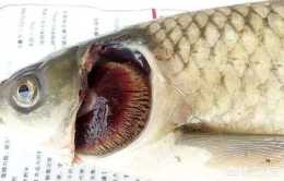 魚的白頭白嘴病該如何防治?