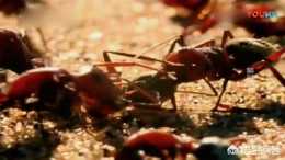螞蟻為什麼有時會集體死亡？