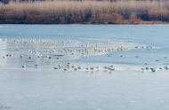 河南三門峽黃河溼地為什麼會吸引大批白天鵝來過冬？