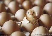 孵化小雞怎樣正確翻蛋？