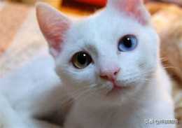 為什麼貓咪的兩隻眼睛顏色不一樣的?是病變嗎?