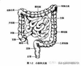 直腸粘膜水腫糜爛是什麼炎症？