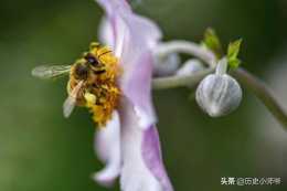 所有植物的花繁殖後代都需要昆蟲幫助傳粉嗎？