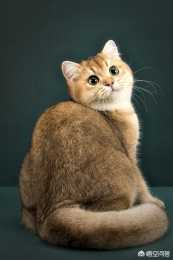 貓咪美毛粉怎麼吃比較好？