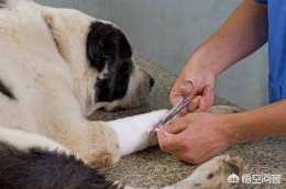 狗狗受傷傷口感染肉裡面長蟲了怎麼辦？