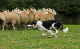 牧羊犬的牧羊能力是天生的還是後天訓練的？