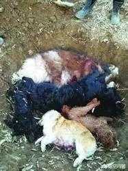 遼寧男子因在小區內被狗咬，投放毒雞肝，六隻寵物狗被毒死，最終被判刑，你怎麼看？