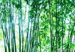 瀟湘館的竹子是如何描寫的?
