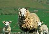 母羊什麼時間產奶最多？
