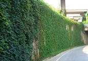 綠化一面圍牆的植物用什麼好？