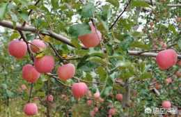 為防止蘋果豐收前腐爛應在什麼時候打藥？