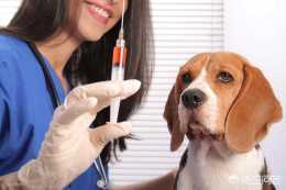 小狗不到三個月能打狂犬疫苗嗎？