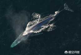 藍鯨是肉食動物還是素食動物？