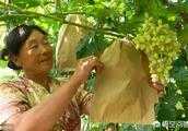 種植葡萄，給葡萄套袋有什麼作用？成本高嗎？