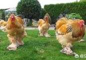 為什麼婆羅門雞被叫做“雞中巨無霸”？它有多值錢？
